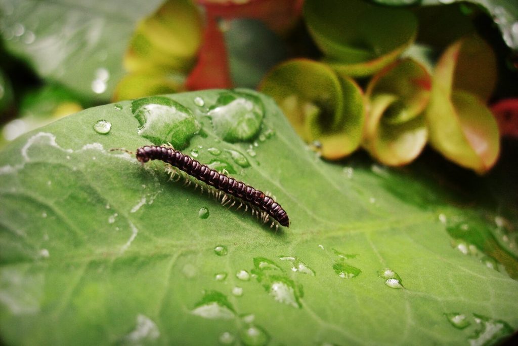 cách diệt cuốn chiếu