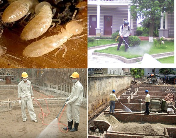 Mối xâm nhập công trình xây dựng