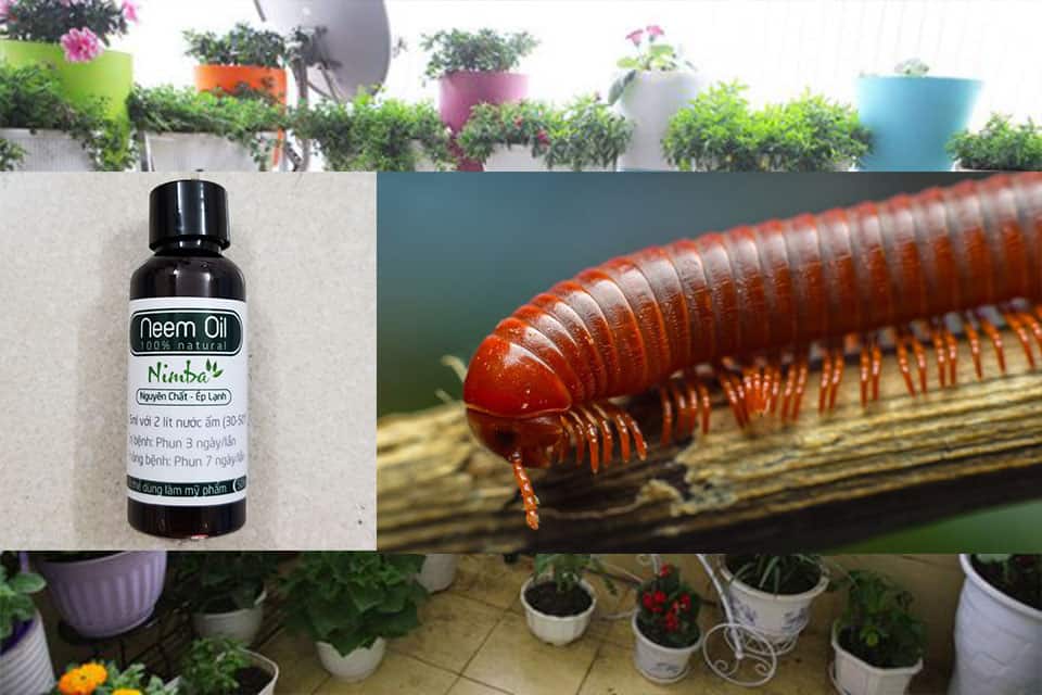 Thuốc diệt cuốn chiếu